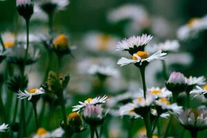 Gänseblümchen oder Kamille. Natur oder Umgebung Hintergrund. Frühling Blüte. foto