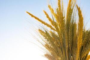 Weizen Ohren oder Korn isoliert auf Blau Himmel. Essen Produktion Konzept Foto