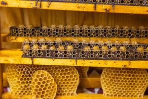 Bienenwabe Frames voll mit Bienenwabe und Königin Tassen. foto