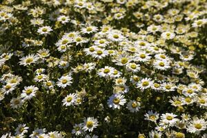 Gänseblümchen oder Kamille Hintergrund voll Rahmen Foto. Natur oder Frühling blühen foto