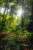 Pflanzen im das Wald und Direkte Sonnenlicht. Kohlenstoff neutral Konzept Foto