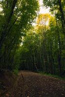 ein Pfad im das Wald im das Herbst. launisch Wald Hintergrund foto