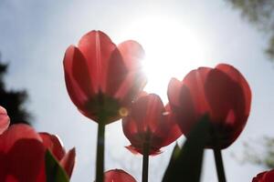 Tulpen und Sonnenlicht. Frühling blühen Hintergrund Foto