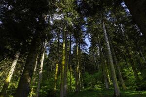 Kohlenstoff neutral oder Kohlenstoff Netz Null Konzept Foto. üppig Kiefer Bäume im das Wald. foto