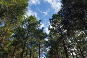 Kiefer Bäume im das Wald und teilweise wolkig Himmel. Kohlenstoff Neutralität Konzept Foto