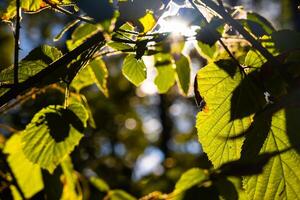 Blätter beleuchtet durch Sonnenlicht im das Wald. Natur oder Umgebung Hintergrund foto