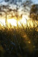 Gräser im Fokus beim Sonnenuntergang. Natur oder Umgebung oder Kohlenstoff Neutralität Konzept foto