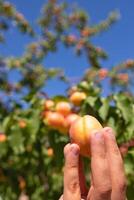 Aprikose auf das Hand. Frau halten ein Aprikose im das Obstgarten foto