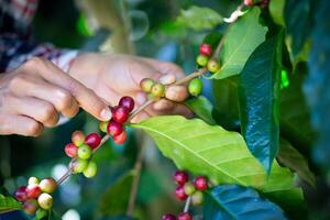 Hand pflücken Kaffee Bohne Obst von das Baum. Landwirt Hand pflücken rot Arabica Kaffee Bohnen auf Kaffee Baum. foto