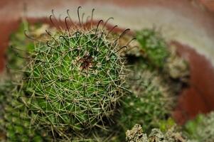 ein Kaktus Pflanze mit viele Stacheln im ein Topf foto