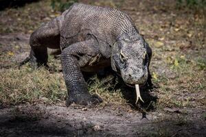 komodo Drachen auf Strand, komodo Insel, Osten nusa Tenggara, Indonesien foto