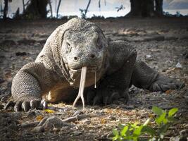 komodo Drachen auf Strand, komodo Insel, Osten nusa Tenggara, Indonesien foto