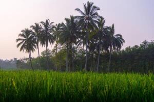 das Schönheit von das nebelig Morgen Panorama mit Sonnenaufgang und Reis Felder im bengkulu foto