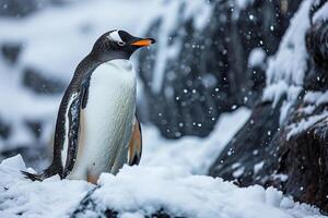 ai generiert Nahansicht von ein Kaiser Pinguin in der Nähe von ein schneebedeckt Felsen. generiert durch künstlich Intelligenz foto