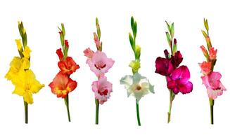 Gladiole Blume isoliert auf ein Weiß Hintergrund, Ausschnitt Pfad inbegriffen zum einfach Auswahl foto
