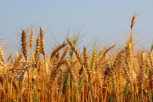 golden Weizen Feld auf Blau Himmel Hintergrund, Nahansicht von Reifung Ohren foto