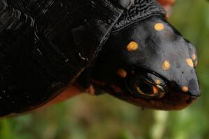 entdeckt Schildkröte, Clemmys guttata foto