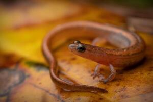 Western Zwerg Salamander, eurycea paludicola foto