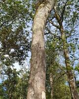 Aussicht von Baum Blätter und Wurzeln genommen von ein niedrig Winkel foto