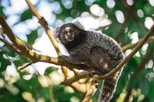 schließen oben von ein sagui Affe im das wild, im das Landschaft von sao Paulo Brasilien. foto