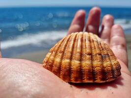 Ferien Konzept, ein Hand mit ein Schale auf das Strand, entspannen foto