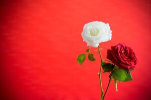 Blumen von ein schön Blühen rot und Weiß Rose auf ein rot Hintergrund. foto