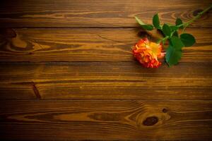 einer rot schön Blühen Rose auf ein hölzern Tabelle foto