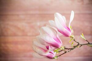 Ast mit Blühen Rosa Magnolie Blumen auf hölzern Hintergrund foto