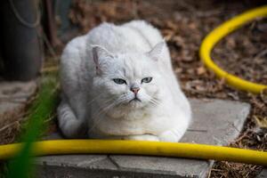 Erwachsene Katze Rasse schottisch Chinchilla von Licht grau Farbe, Spaziergänge draußen foto