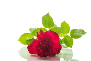 einer Ast von ein rot Blühen Rose, auf ein Weiß Hintergrund. foto