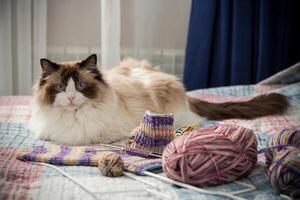 farbig Fäden, Stricken Nadeln und andere Artikel zum Hand Stricken und ein süß inländisch Katze Ragdoll foto