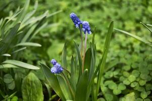 Nahansicht von Blau Moscari Blumen im das Garten im Frühling auf ein sonnig Tag foto