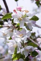 Blühen Obst Baum. Rosa Kirsche blühen Blume auf ein warm Frühling Tag foto