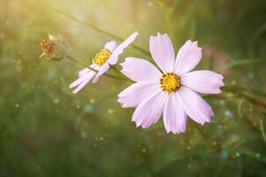 schön Kosmos Blumen Blühen im das Garten, Natur Hintergrund. foto