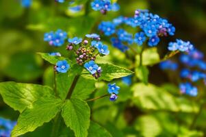 Blau Frühling Blumen. Myosotis Sylvatica Frühling blühen Jahreszeit. Blumen- Hintergrund foto