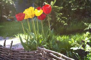 rot und Gelb Tulpen im das Garten schließen oben foto