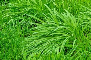 saftig Grün Gras mit Tau Tropfen. Gras nach das Regen Nahansicht. foto