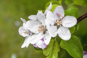 Blühen Obst Baum. Rosa Kirsche blühen Blume auf ein warm Frühling Tag foto