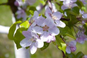 Blühen Obst Baum. Rosa Kirsche blühen Blume auf ein warm Frühling Tag foto