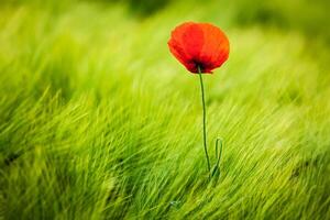 rot Mohn im Feld foto