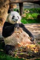 Riese Panda Bär im China foto