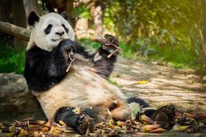 Riese Panda Bär im China foto