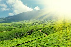 Tee Plantagen, Munnar, Kerala, Indien foto