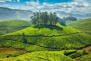 Tee Plantagen im Munnar, Kerala, Indien foto