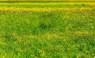 Frühling Sommer- Hintergrund Blühen Feld foto