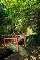 Chinesisch Stil Brücke im asiatisch Teil von tropisch botanisch Garten im Lissabon, Portugal foto