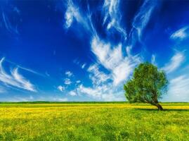 Frühling Sommer- Grün Feld Landschaft lanscape mit Single Baum foto