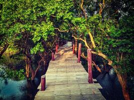 hölzern Brücke im überflutet Regen Wald Urwald von Mangrove Bäume foto