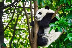 Riese Panda Bär im China foto