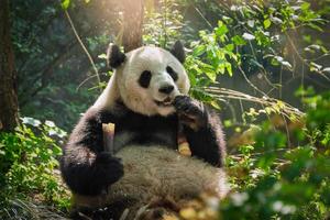 Riese Panda Bär im China foto